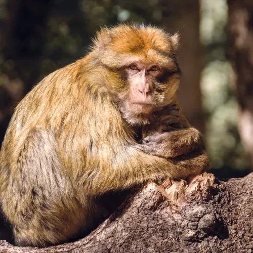 Barbary macaque monkey in Ifrane National Park