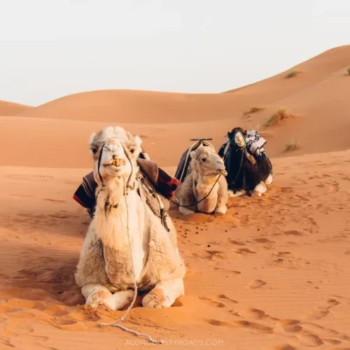 Camel+Riding+in+the+Sahara,+Merzouga,+Morocco (3)