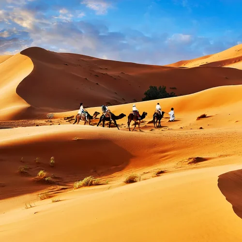 Camels-rides-amongst-the-Sahara-sand-dunes-of-erg-Chebbi-Morocco