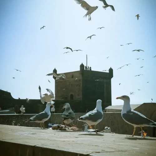 Essaouira morocco (5)