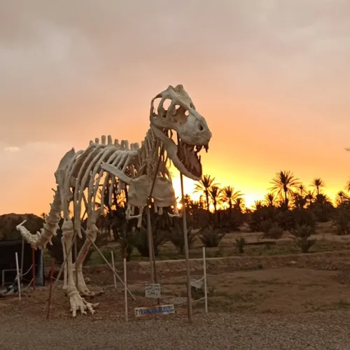 Moroccan Erfoud Fossil