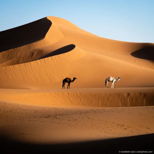 camel-desert-ouarzazate