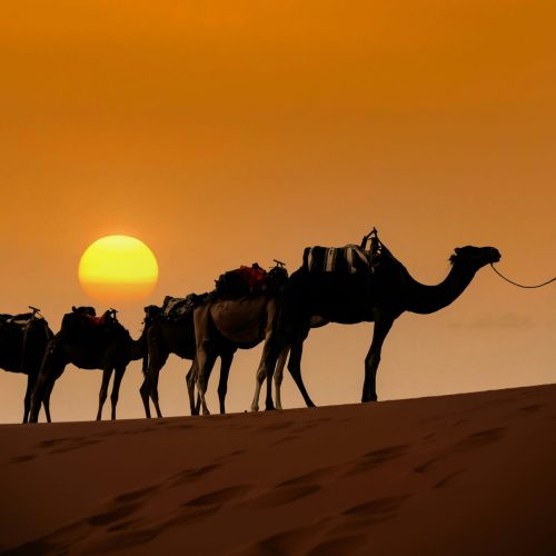 About Morocco Trips | Local Morocco Tours & Desert Adventures